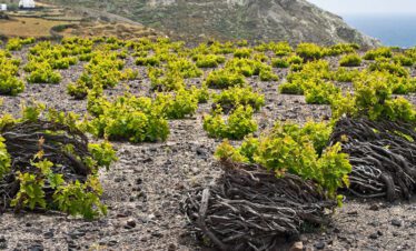 A nice vineyard in Santorini Thera in a unique round shape on the ground that looks like a basket.